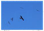 Kites over Petton Wheelin-NFT